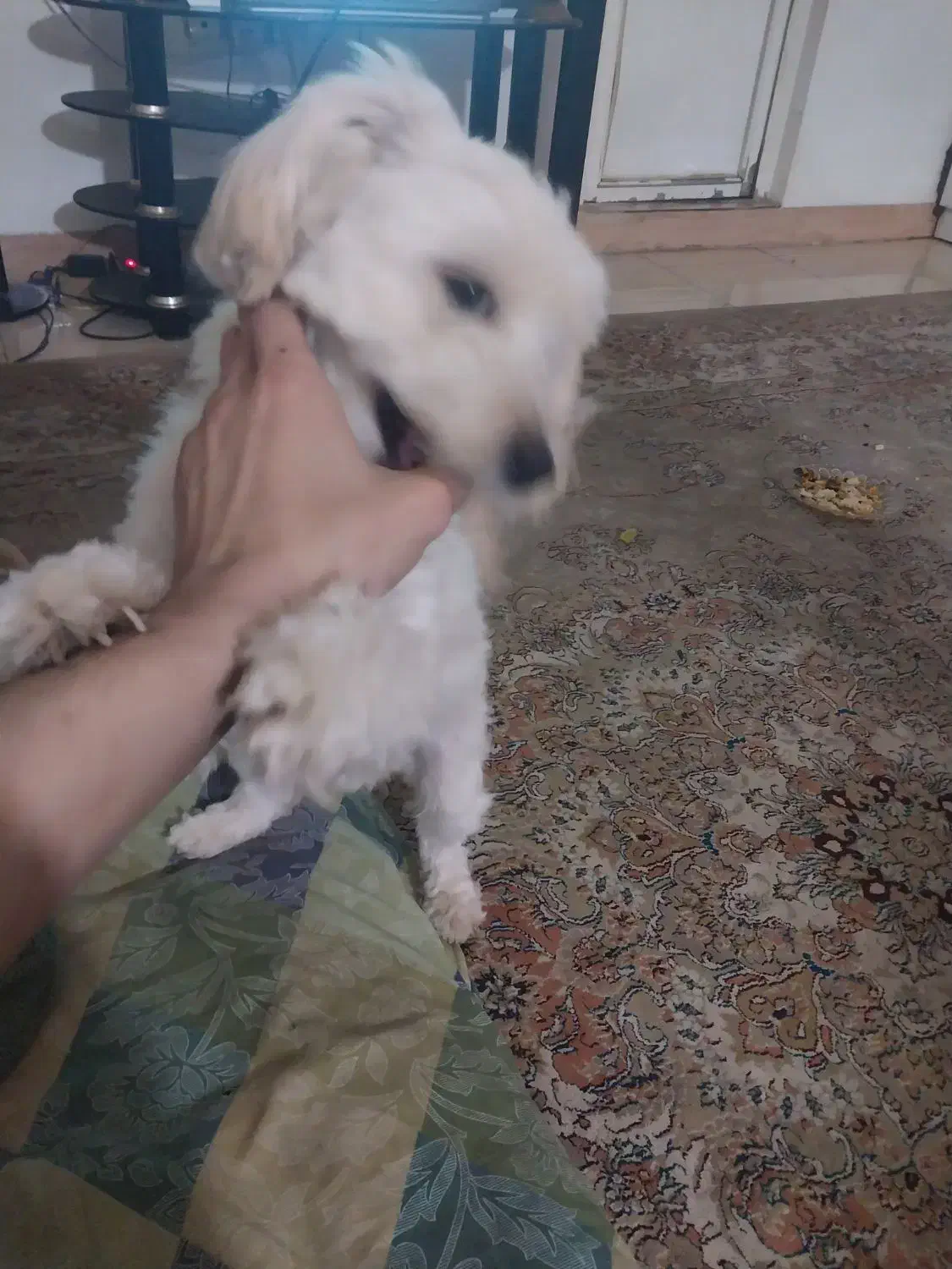 سگ پا کوتاه|سگ|رشت, جماران|دیوار