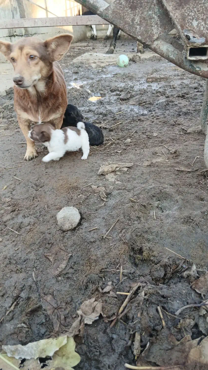 سگ پاکوتاه نگهبان|سگ|سیمین شهر, |دیوار