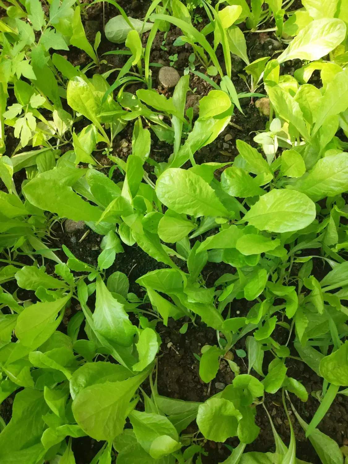 وانشاء کاهو محلی|خدمات باغبانی و درختکاری|رشت, حومه رشت|دیوار