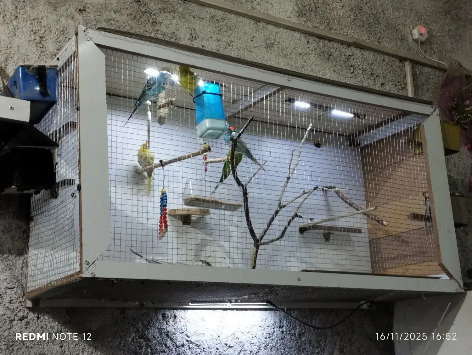 پرنده مرغ عشق|پرنده|بیرجند, |دیوار