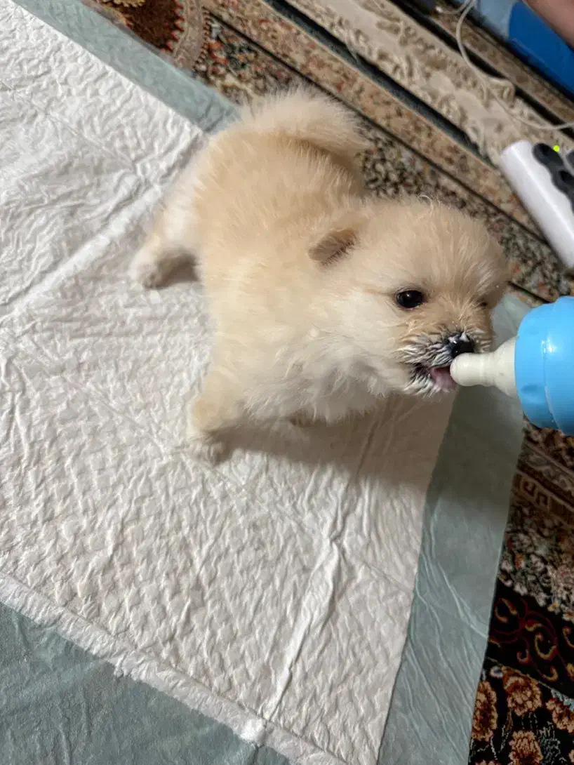 سگ پامر روباهی|سگ|کرمان, |دیوار