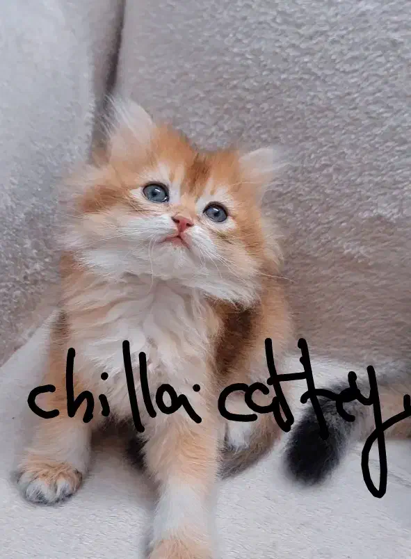 گربه بریتیش وارداتی ny11و ny25|گربه|تهران, چیتگر جنوبی|دیوار