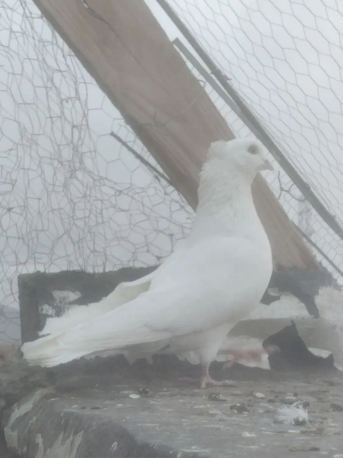 پرنده|پرنده|نگار, |دیوار