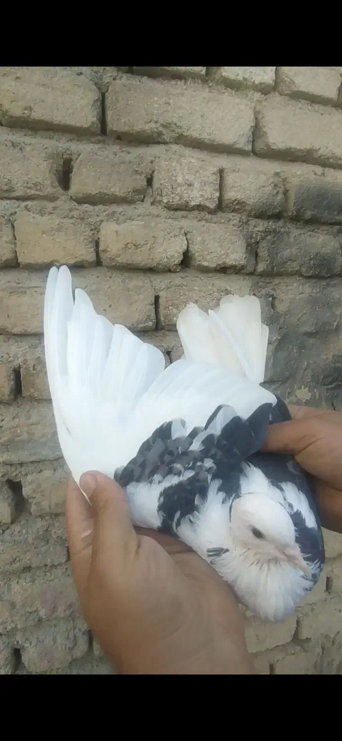 کفتر گرفتنی 6عدد|پرنده|صباشهر, |دیوار