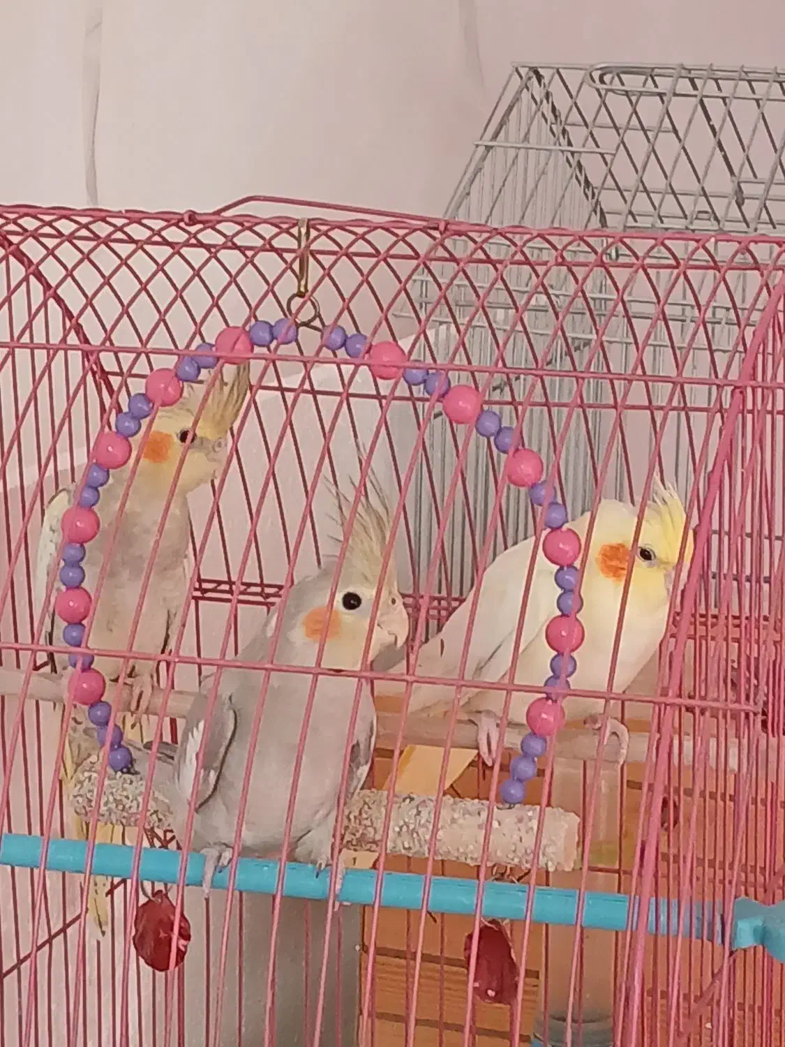 عروس هلندی|پرنده|سراب, |دیوار