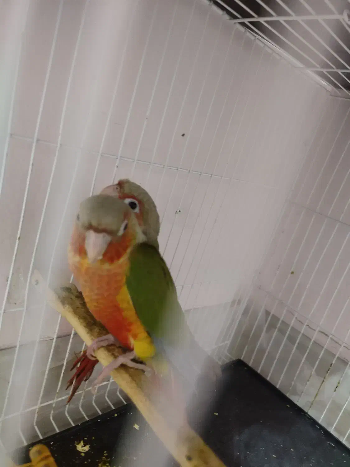 گرینچیک دبل رد|پرنده|مشهد, فدک|دیوار