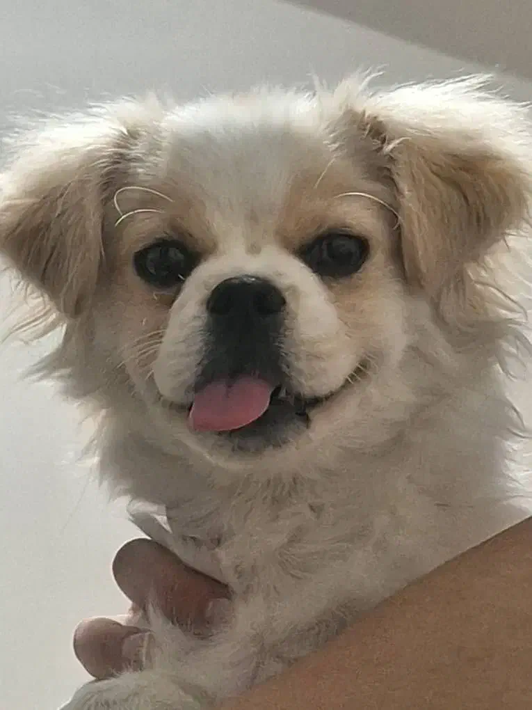 فروش فوری سگ پیکینز|سگ|تهران, مینای شمالی (مخبر)|دیوار