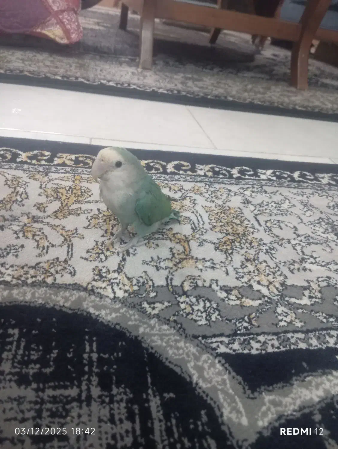 طوطی برزیلی سبز صورتش سفید|پرنده|رباط‌کریم, رباط‌کریم|دیوار