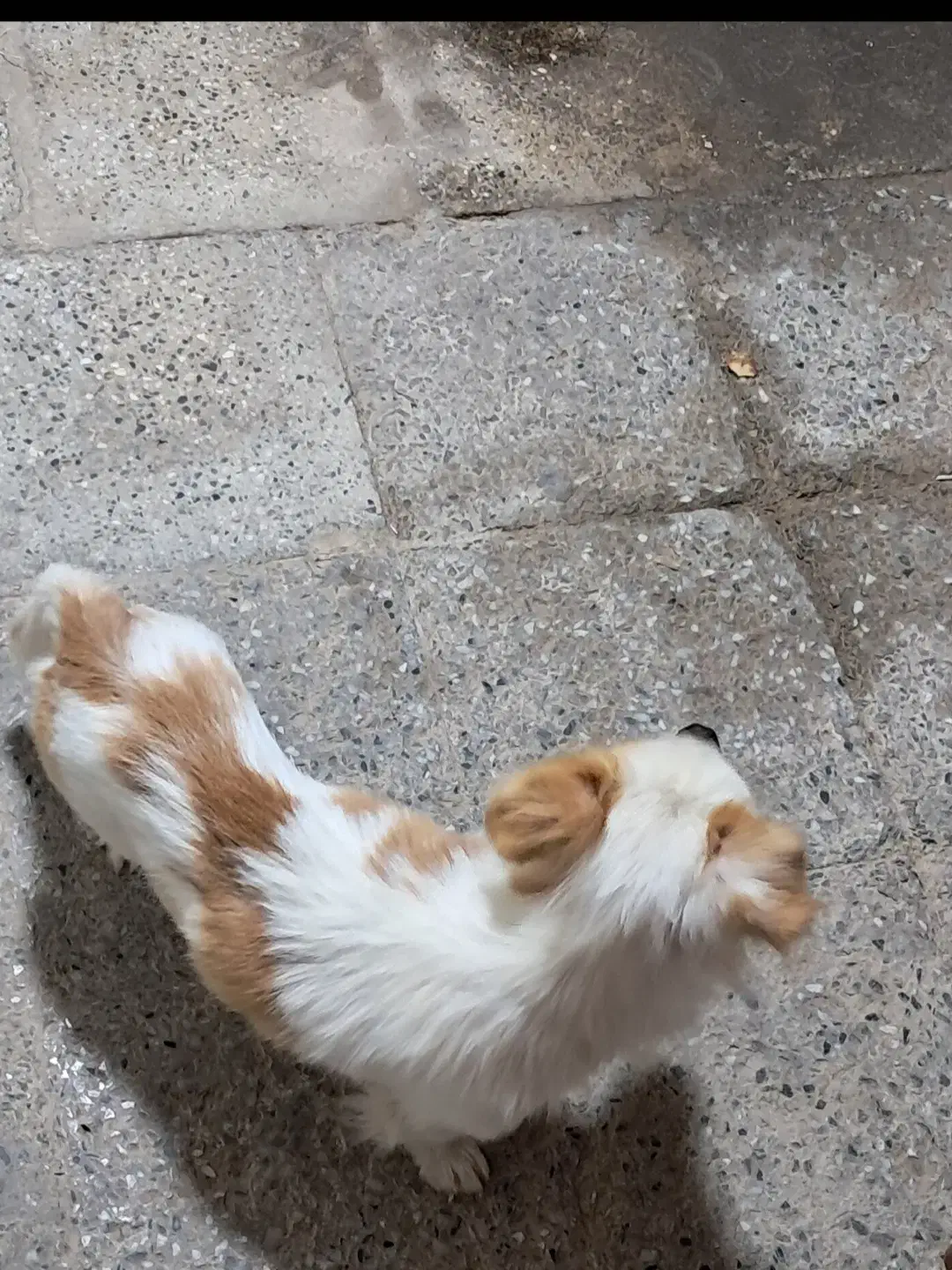 سگ زیبا|سگ|مبارکه, |دیوار