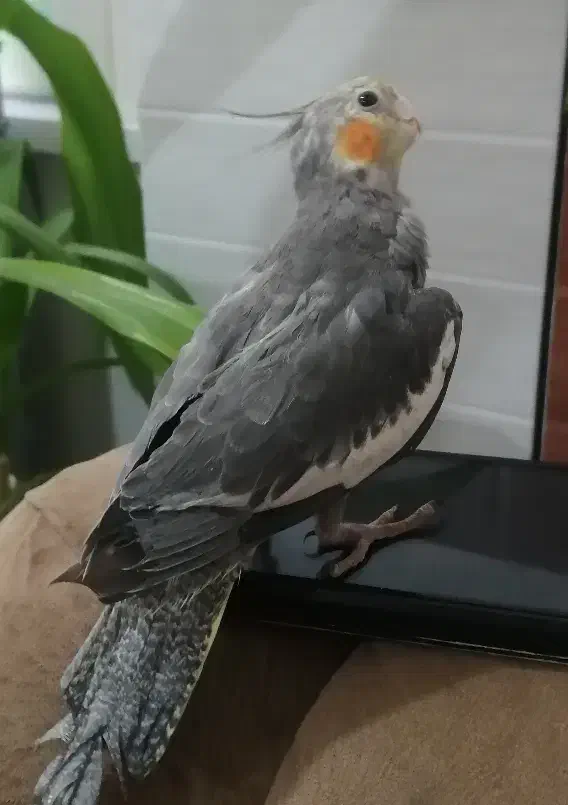 عروس هلندی دوتا نر دوتا ماده|پرنده|شوش, |دیوار