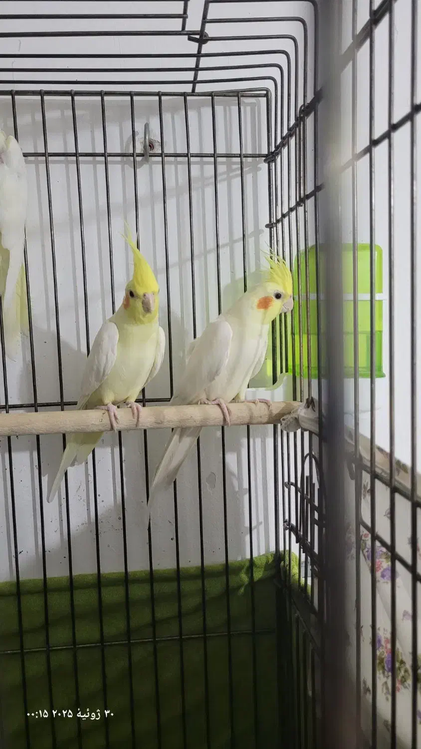 طوطی عروس هلندی|پرنده|الوند, |دیوار