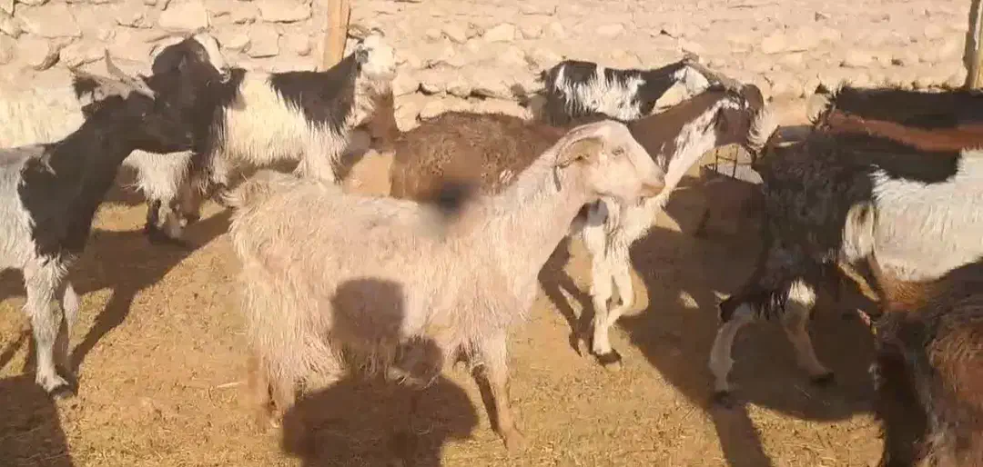 ۴۲راس بز ‌کهره دار و ابستن|حیوانات مزرعه|لامرد, |دیوار