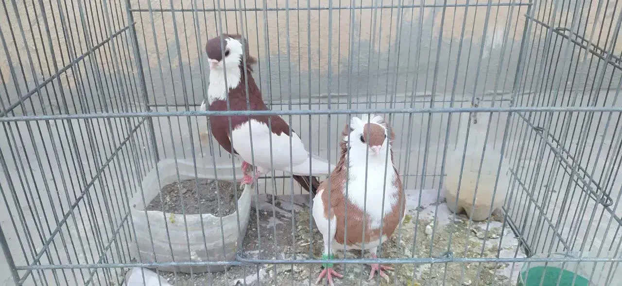 کبوتر زینتی کمیاب ناصری|پرنده|قم, نیروگاه|دیوار