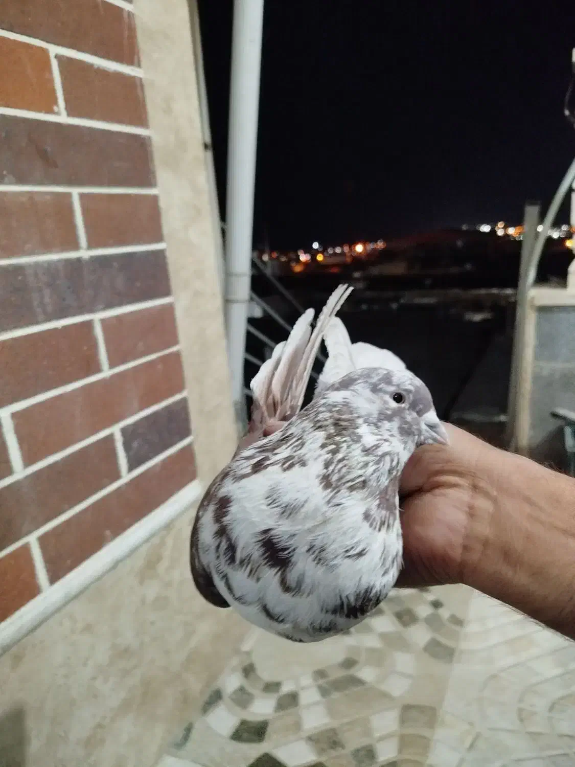 کبوتر پرشی|پرنده|بافت, |دیوار