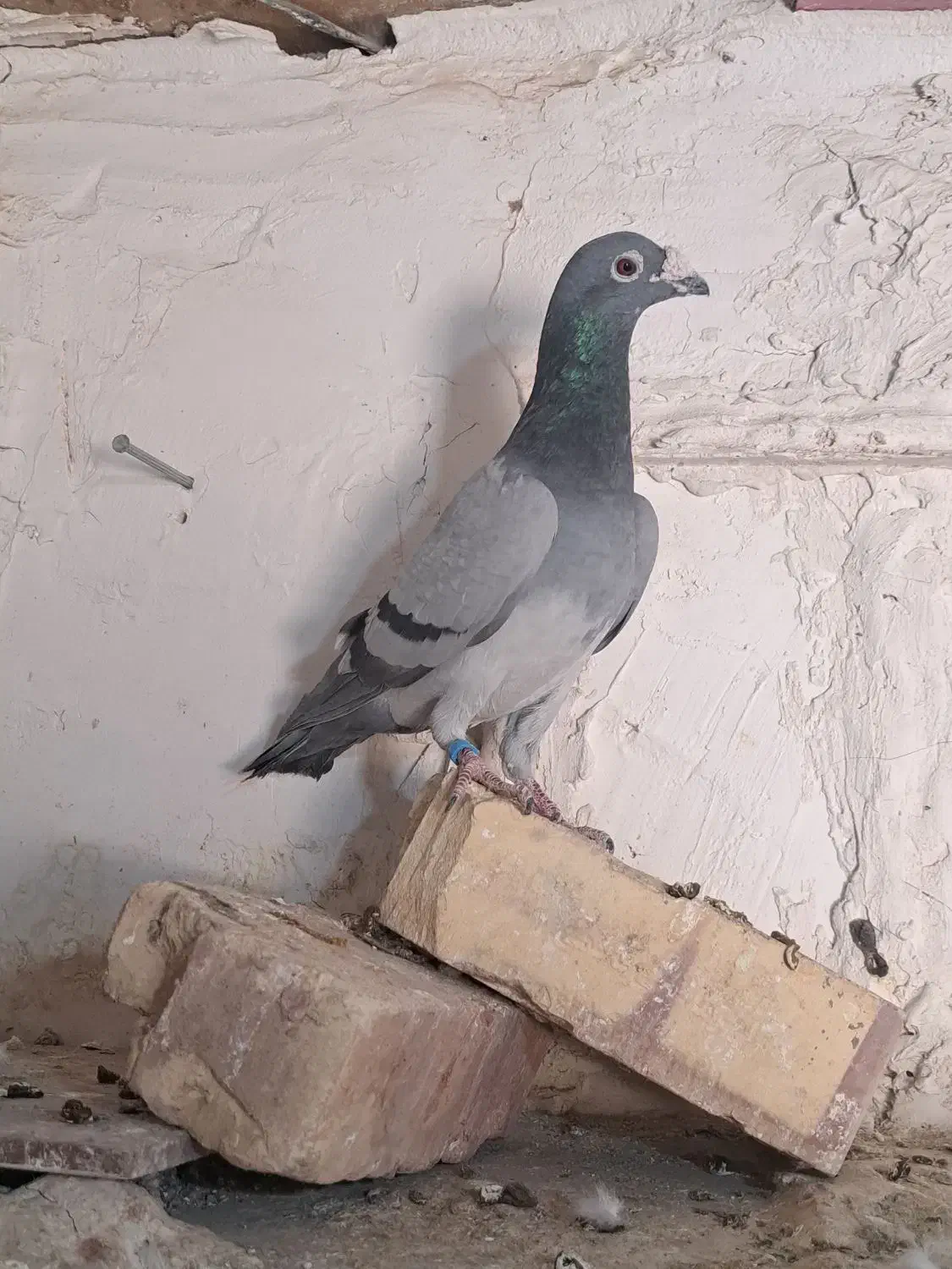 کفتر المانی|پرنده|زابل, |دیوار