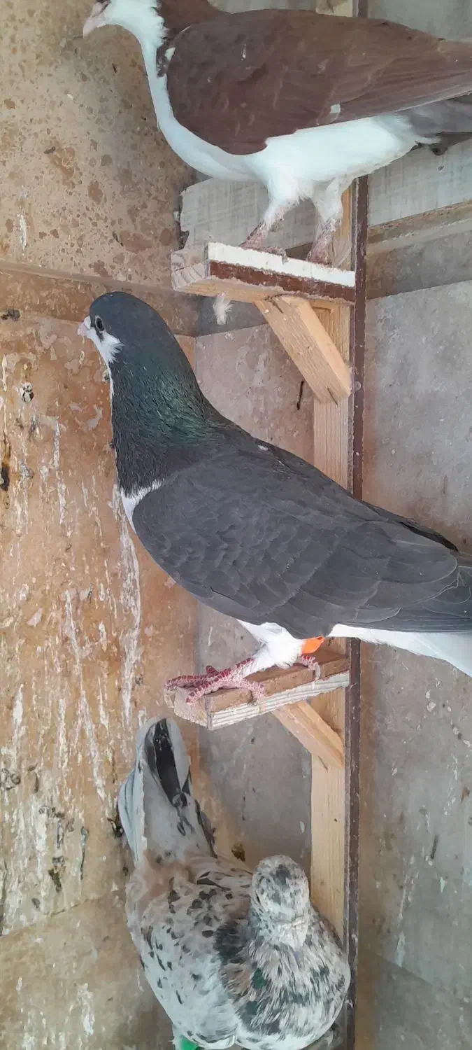 کبوترپرشی|پرنده|مشهد, امیریه|دیوار