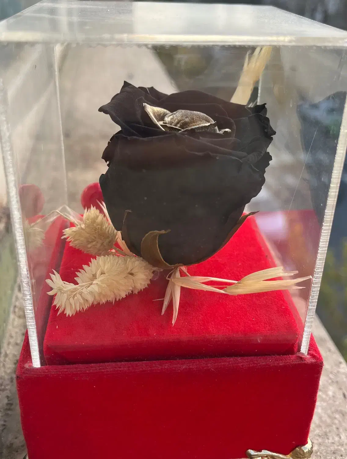 گل جاودانه مشکی طلایی|گل و گیاه طبیعی|تهران, ولنجک|دیوار