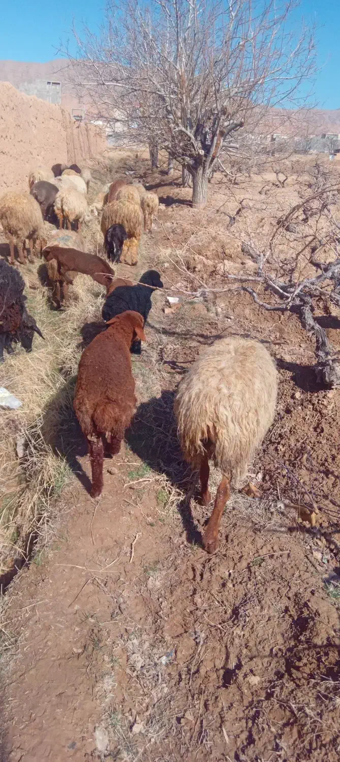 میش داشتی|حیوانات مزرعه|اسفراین, |دیوار