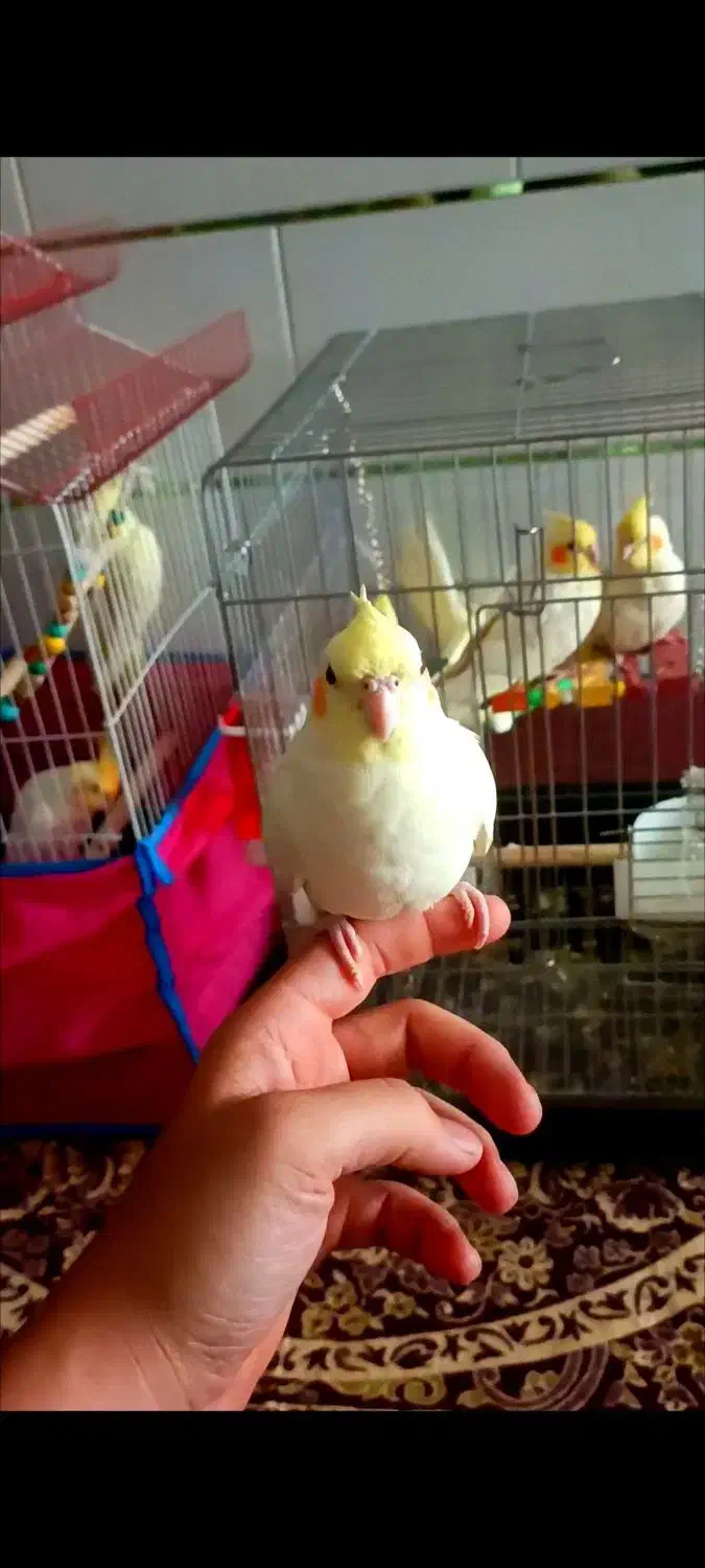 عروس هلندی به اسم مخمل کاملا دستی|پرنده|ابهر, |دیوار