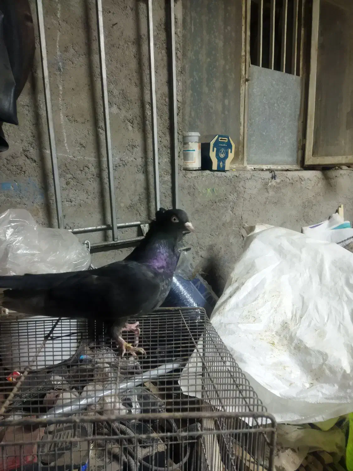 نر کفتر زاغ آبادانی|پرنده|حمیدیا, |دیوار