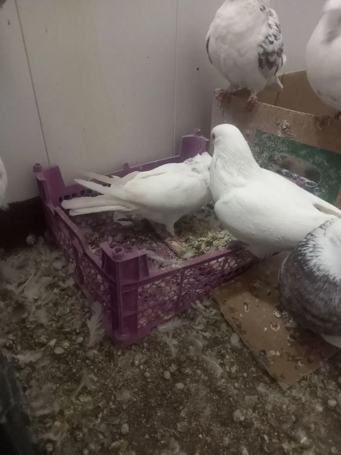 کبوتر|پرنده|مهدی شهر, |دیوار