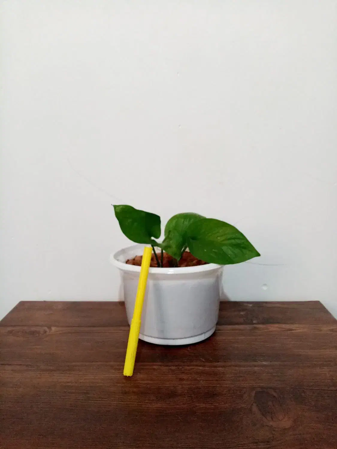 گل گل 4تا 135|گل و گیاه طبیعی|یاسوج, |دیوار