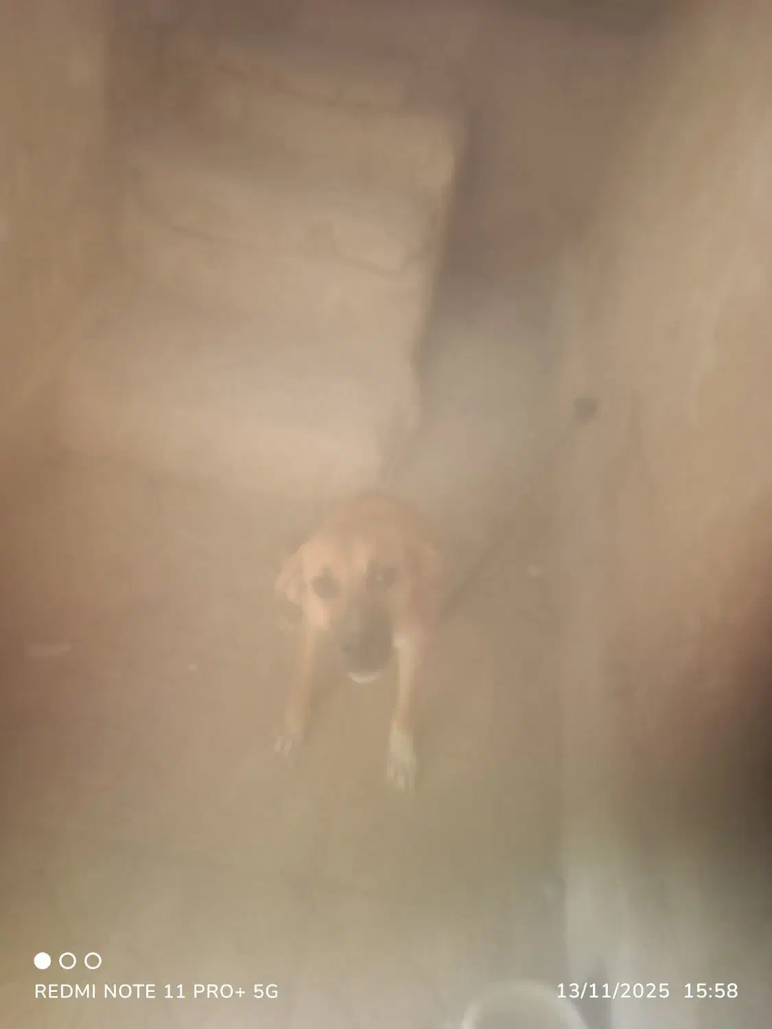 سگ. نگهبان. وگله|سگ|بیرجند, |دیوار