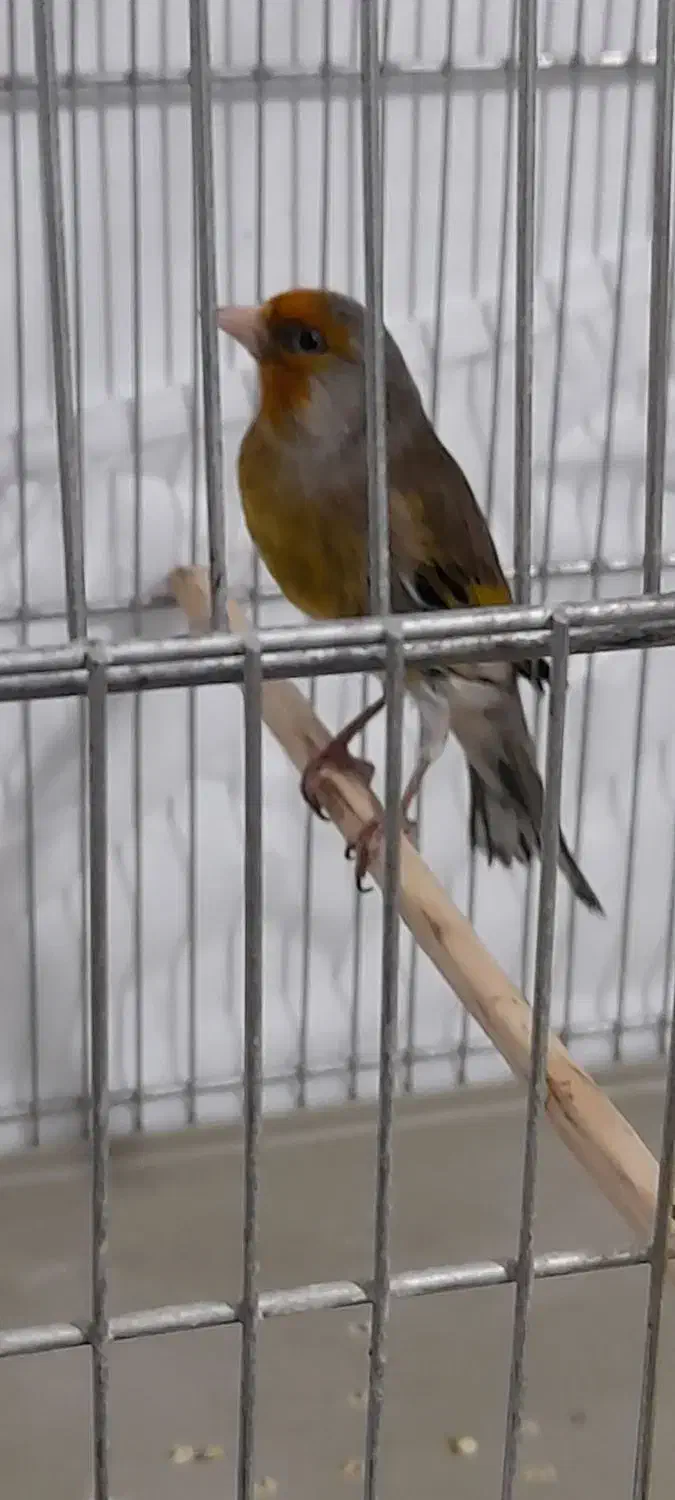 سیره قناری|پرنده|محمدشهر, محمدشهر|دیوار