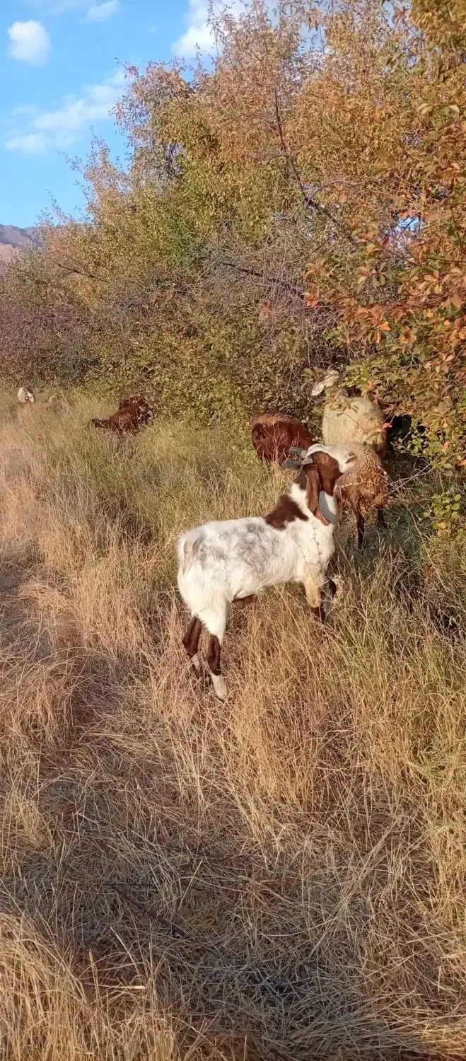 بز پاکستانی|حیوانات مزرعه|زند, |دیوار