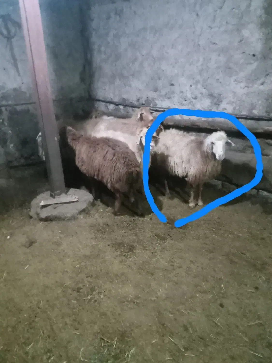 گوسفند قربانی|حیوانات مزرعه|سرعین, |دیوار