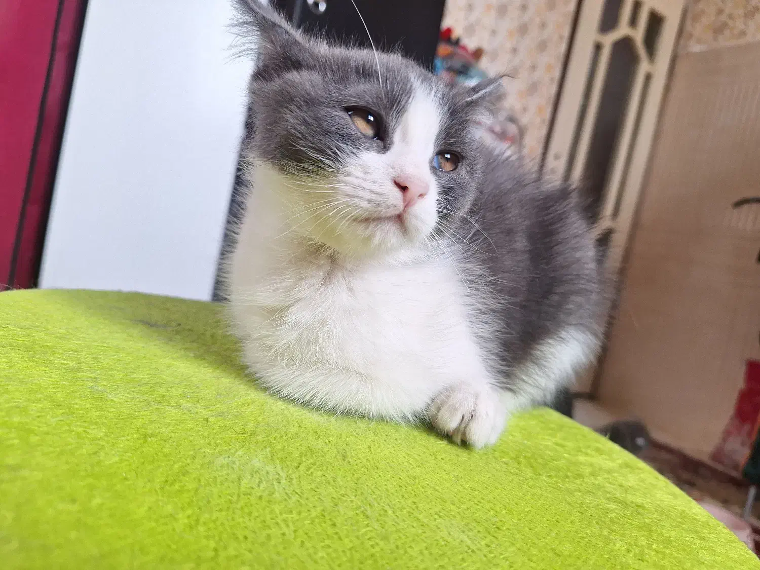 گربه بریتیش نر|گربه|زنجان, |دیوار