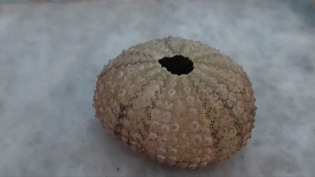 مجموعه سنگ کلکسیونی|کلکسیون اشیاء عتیقه|سنندج, |دیوار