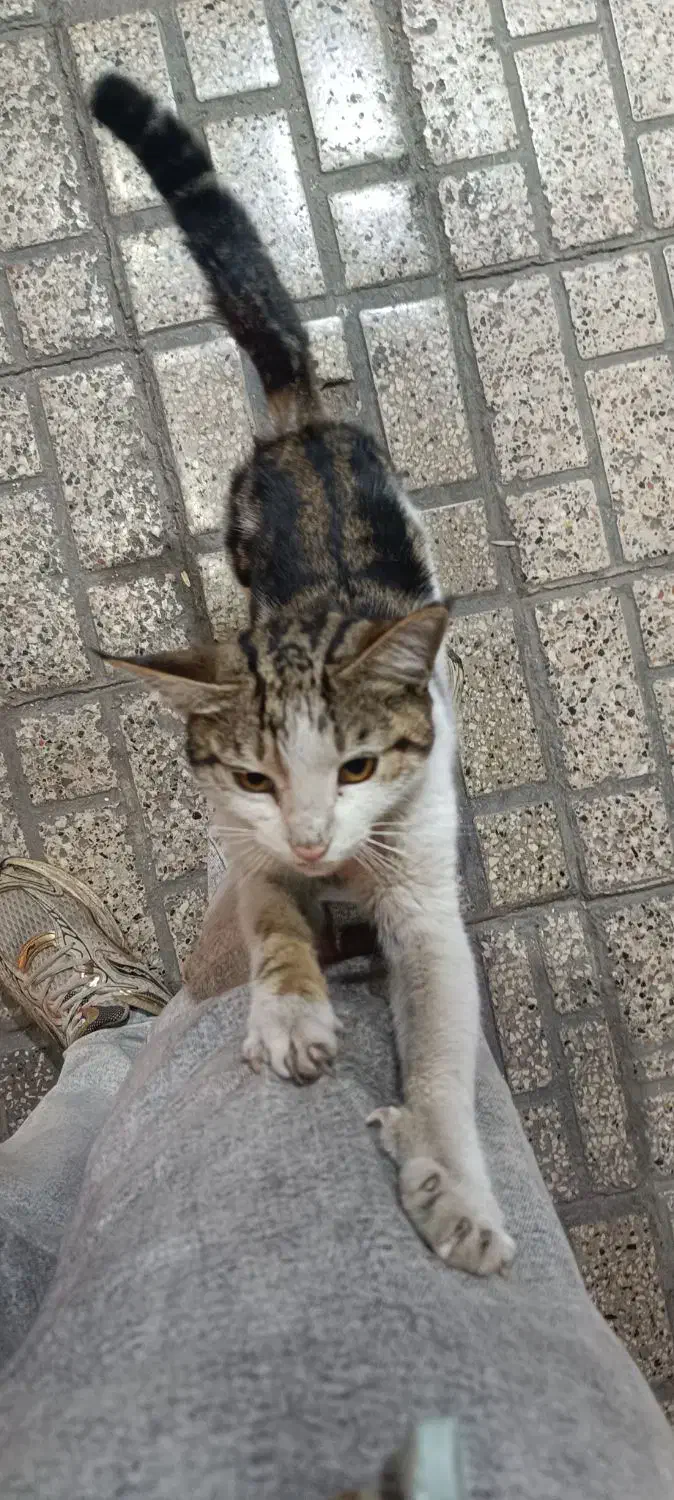 گربه پیدا شده|حیوانات|مشهد, ایثار|دیوار