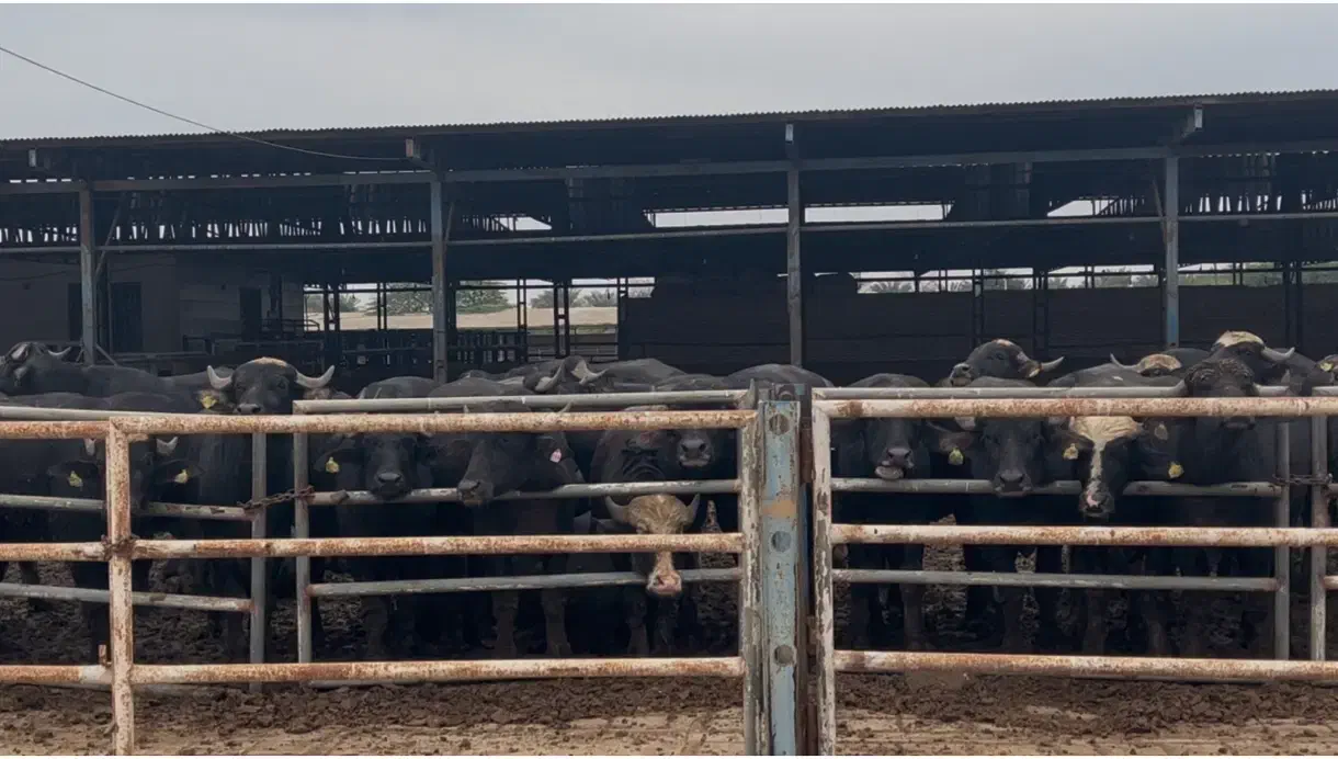 فروش۵۷راس گاومیش نر|حیوانات مزرعه|اهواز, شهرک رزمندگان|دیوار