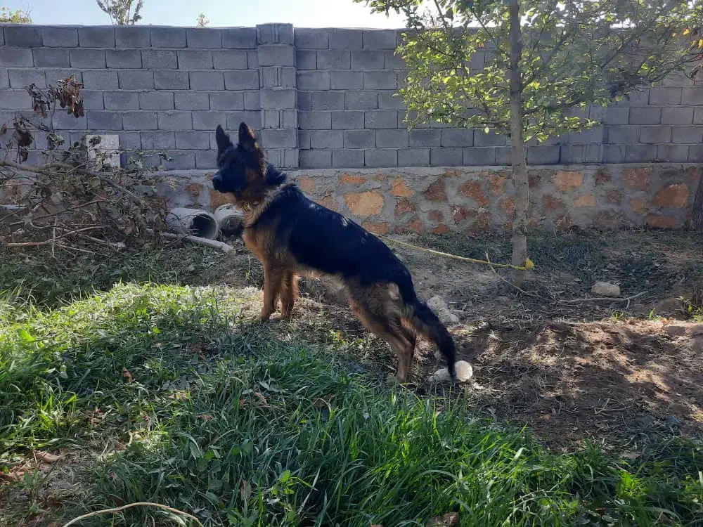 ژرمن شپرد|سگ|صوفیان, |دیوار