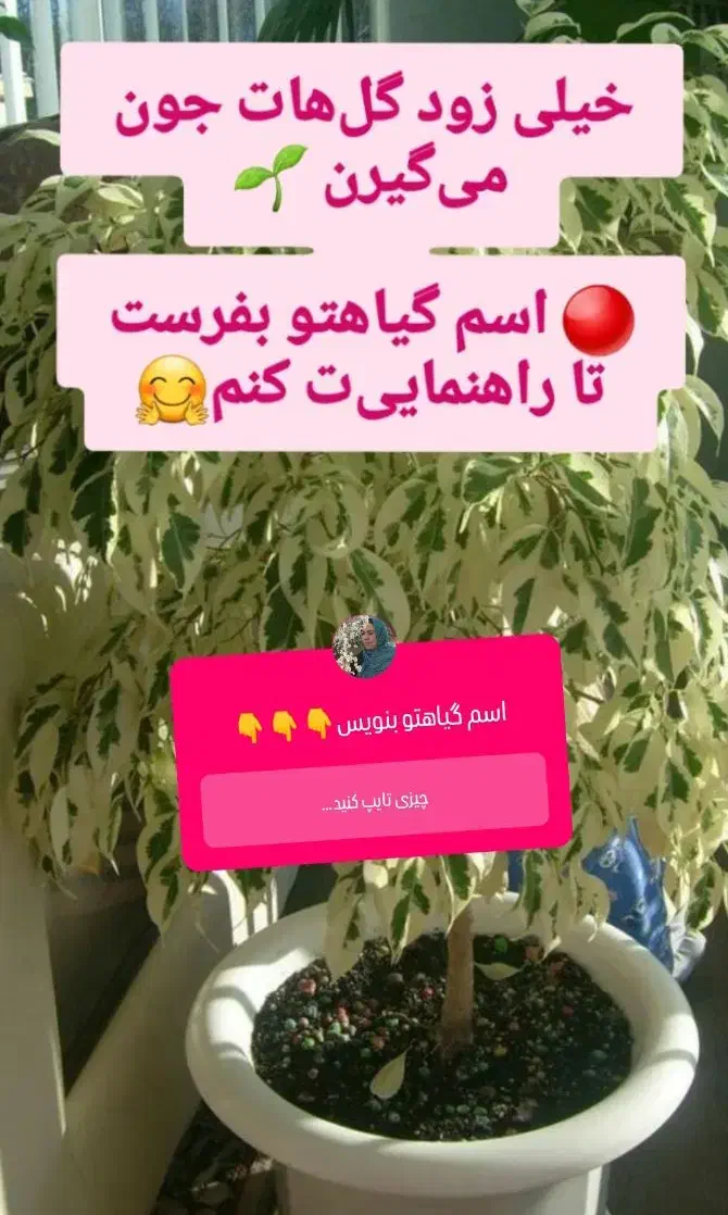 قرص کود اورگانیک|گل و گیاه طبیعی|بهبهان, |دیوار