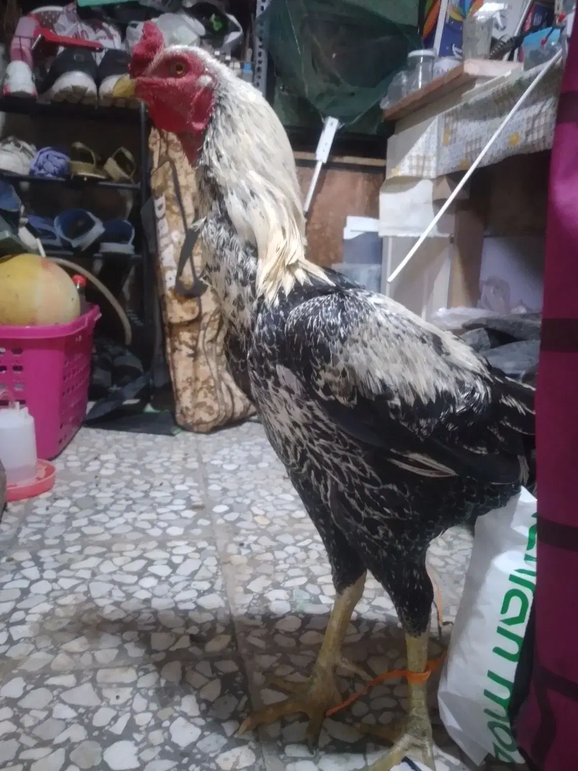 خروس لاری جوان درشت قلدر|حیوانات مزرعه|ایزدشهر, |دیوار