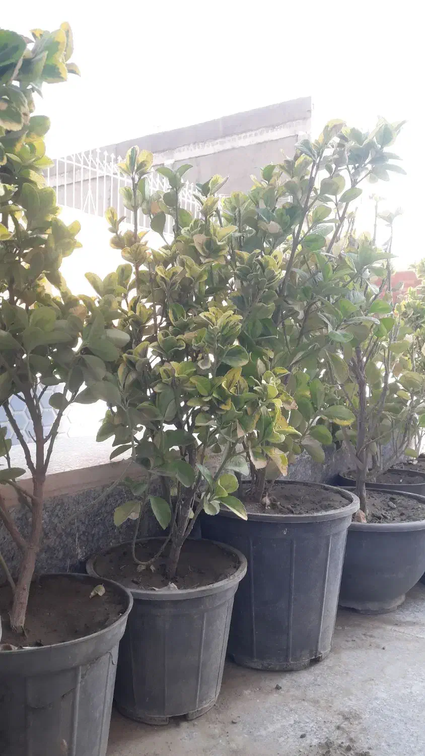 شمشاد طلایی|گل و گیاه طبیعی|گلبهار, شهر جدید گلبهار|دیوار