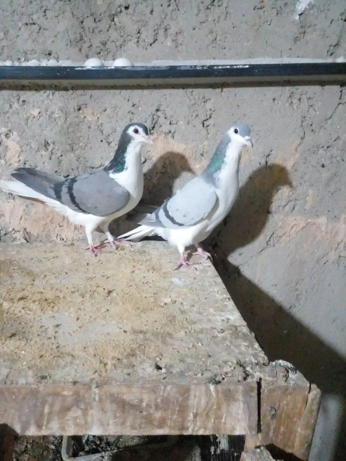 دمگیر جفتی گچی وسیاپشت وپلاکی اصل سبز دوخط|پرنده|برخوار, |دیوار