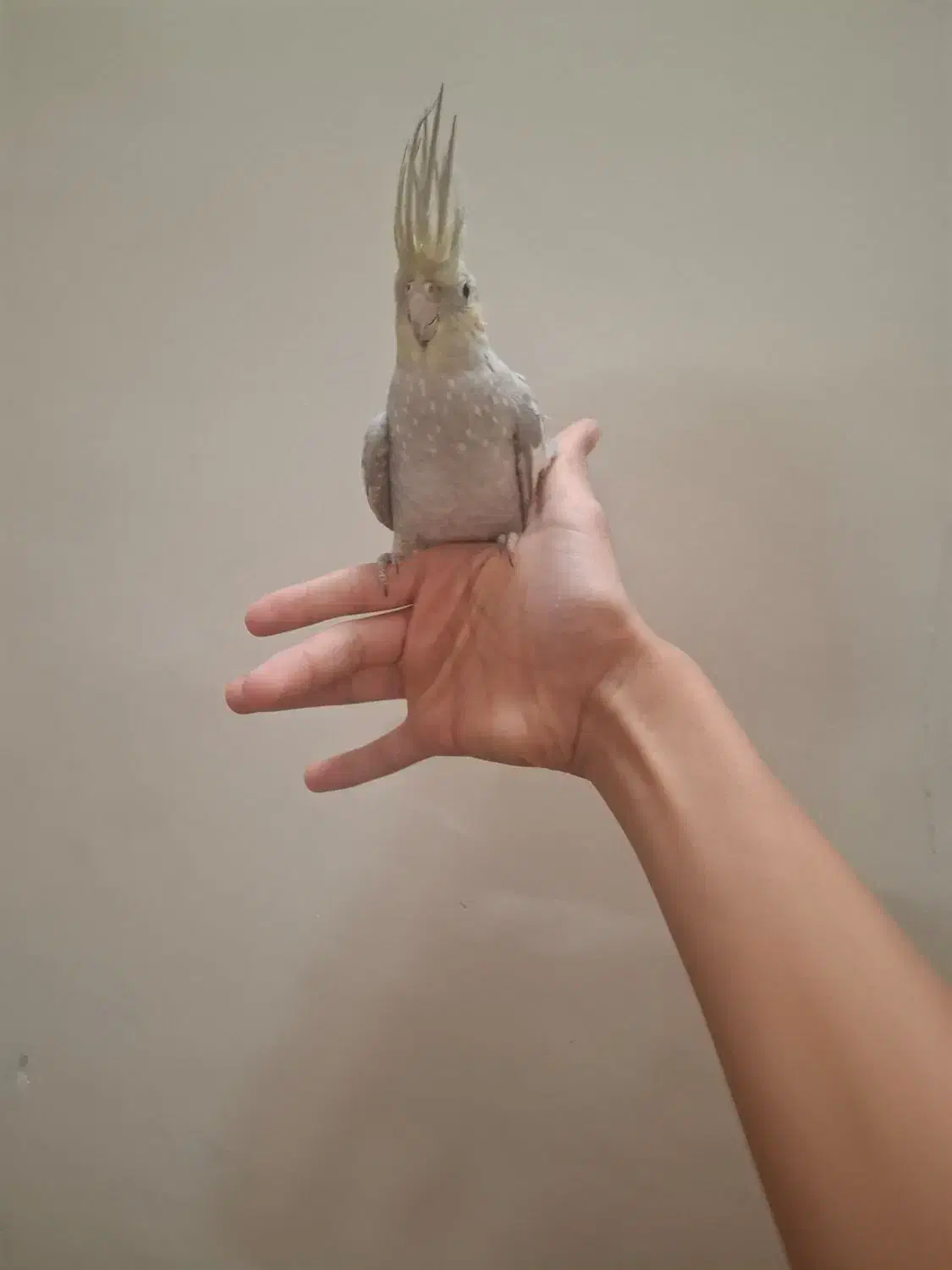 عروس هلندی دستی بالغ ماده|پرنده|شاهدشهر, |دیوار