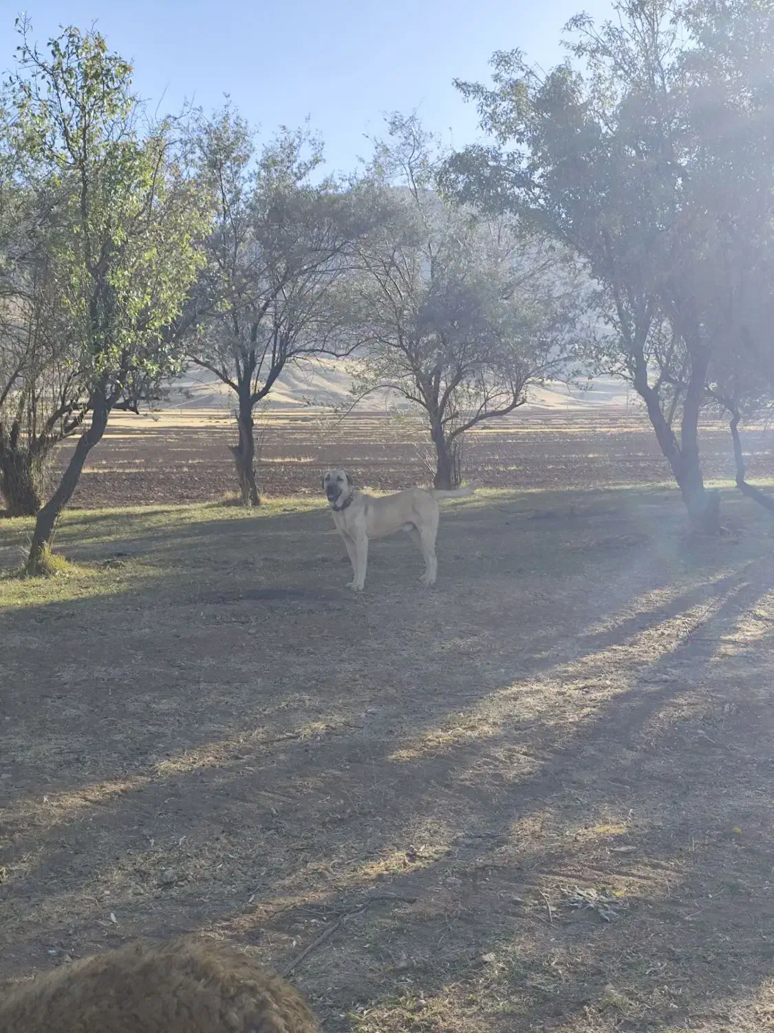 گمشده|سگ|کامیاران, |دیوار