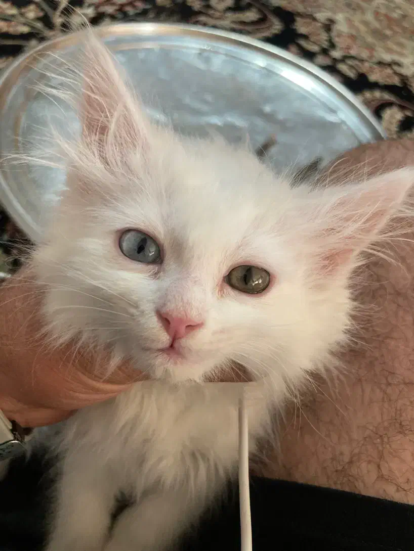 واگذاری بچه گربه|گربه|زنجان, |دیوار