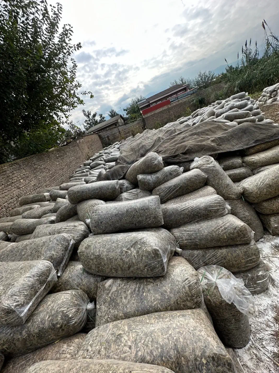 خوراک دام ذرت علوف ای گاو گوسفند|عمدهفروشی|مزرعه کتول, |دیوار