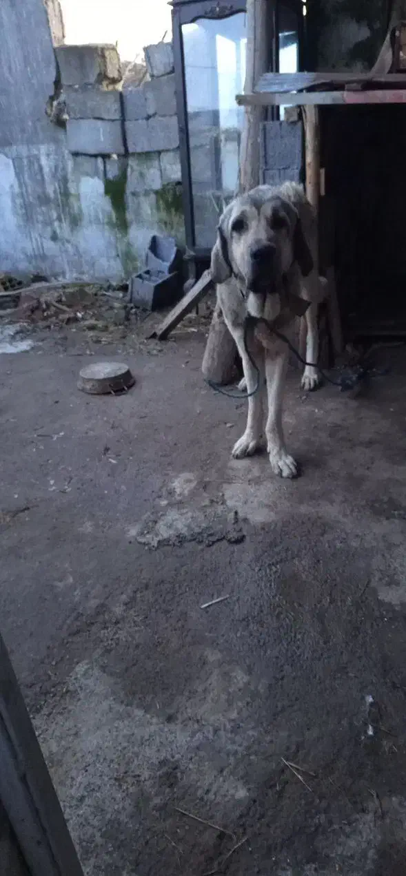 واگذاری‌سگ‌پژدر|سگ|رودبنه, |دیوار