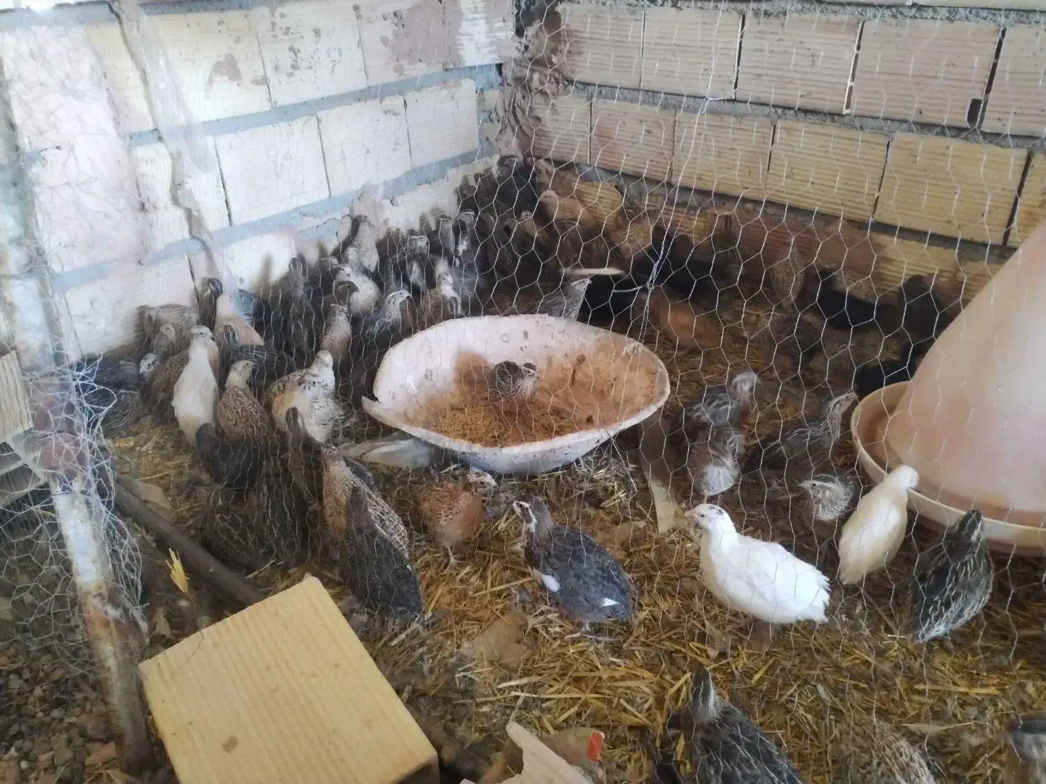 بلدرچین|حیوانات مزرعه|باشتین, |دیوار