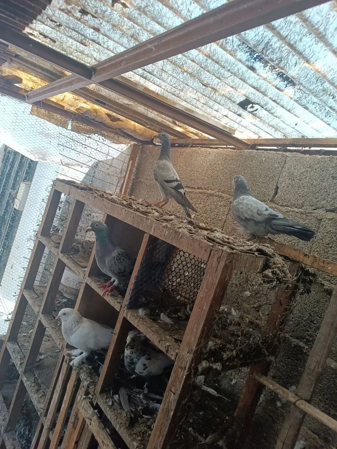 کبوتر مسافتی و پروازی|پرنده|ماسال, |دیوار