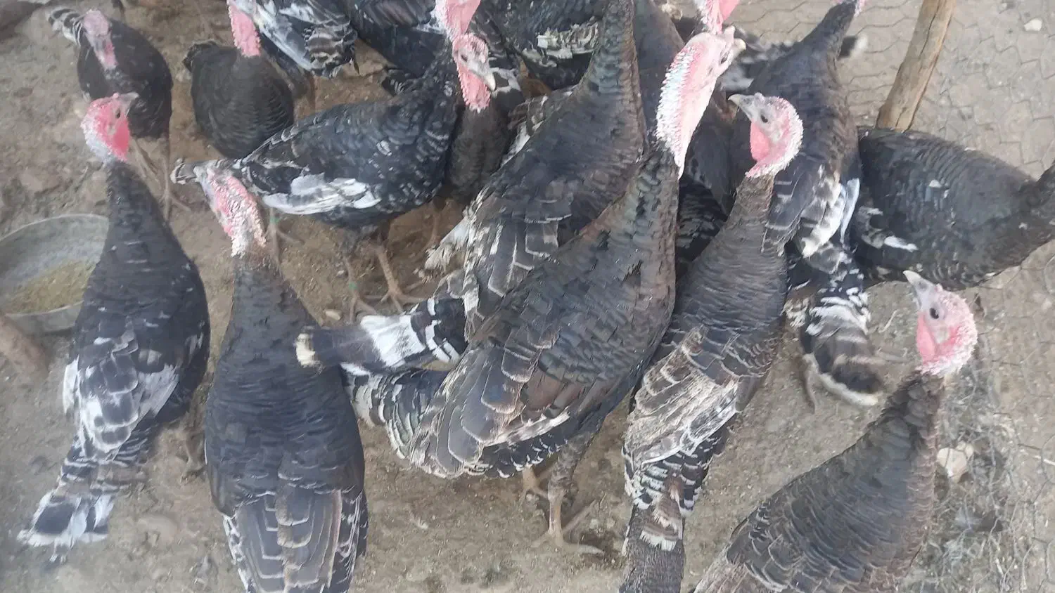 تعداد بوقلمون داشتی و گوشتی سالم|حیوانات مزرعه|سیروان, |دیوار