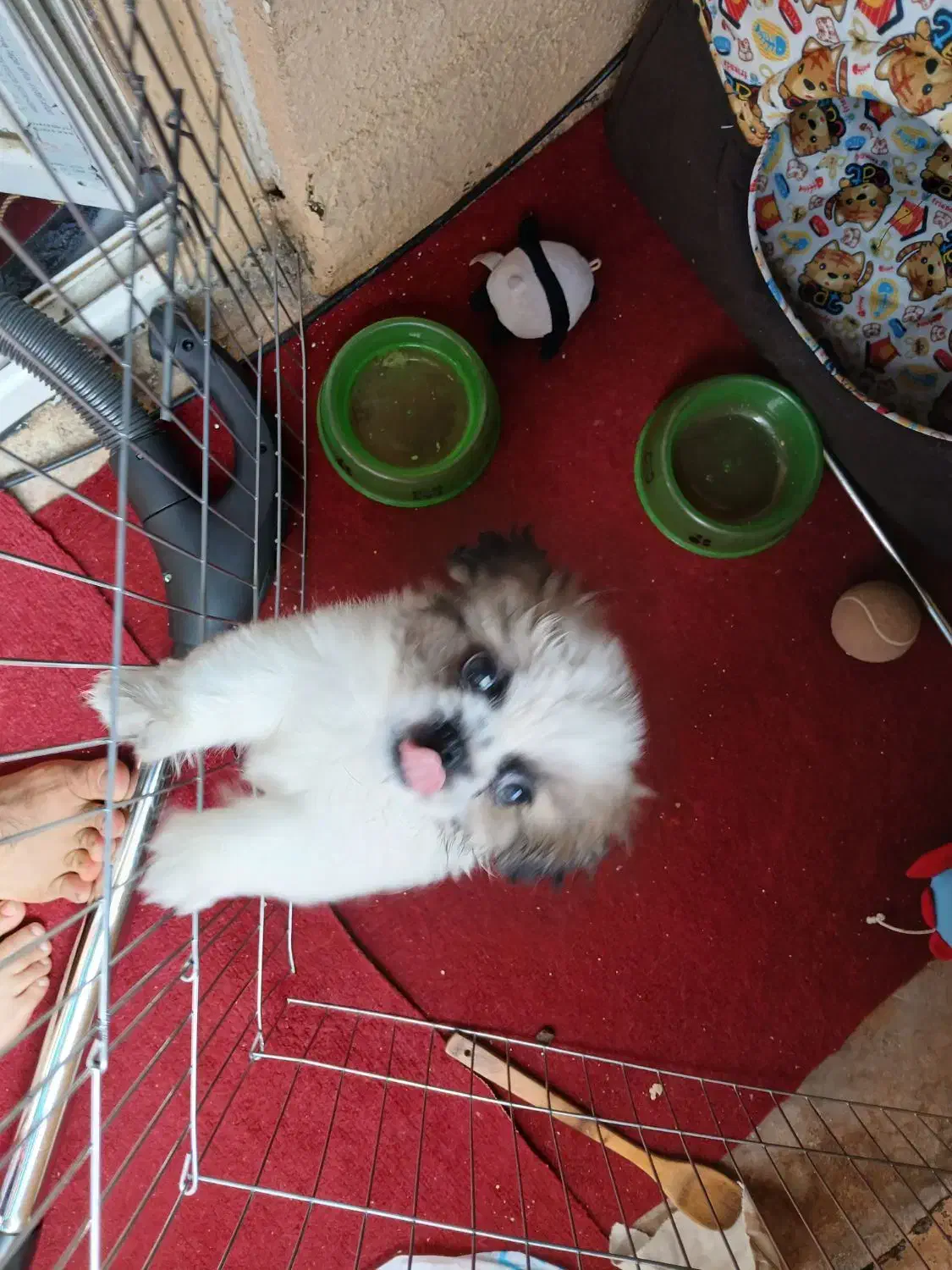 فروش|سگ|پاکدشت, شهرک امام رضا|دیوار