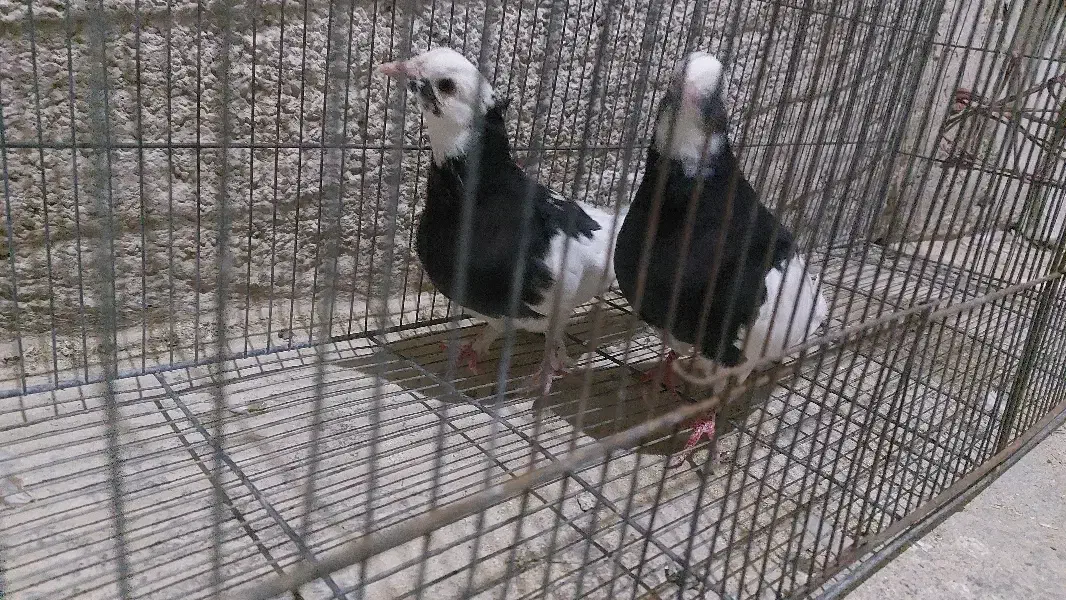 کبوتر هوایی|پرنده|دامغان, |دیوار