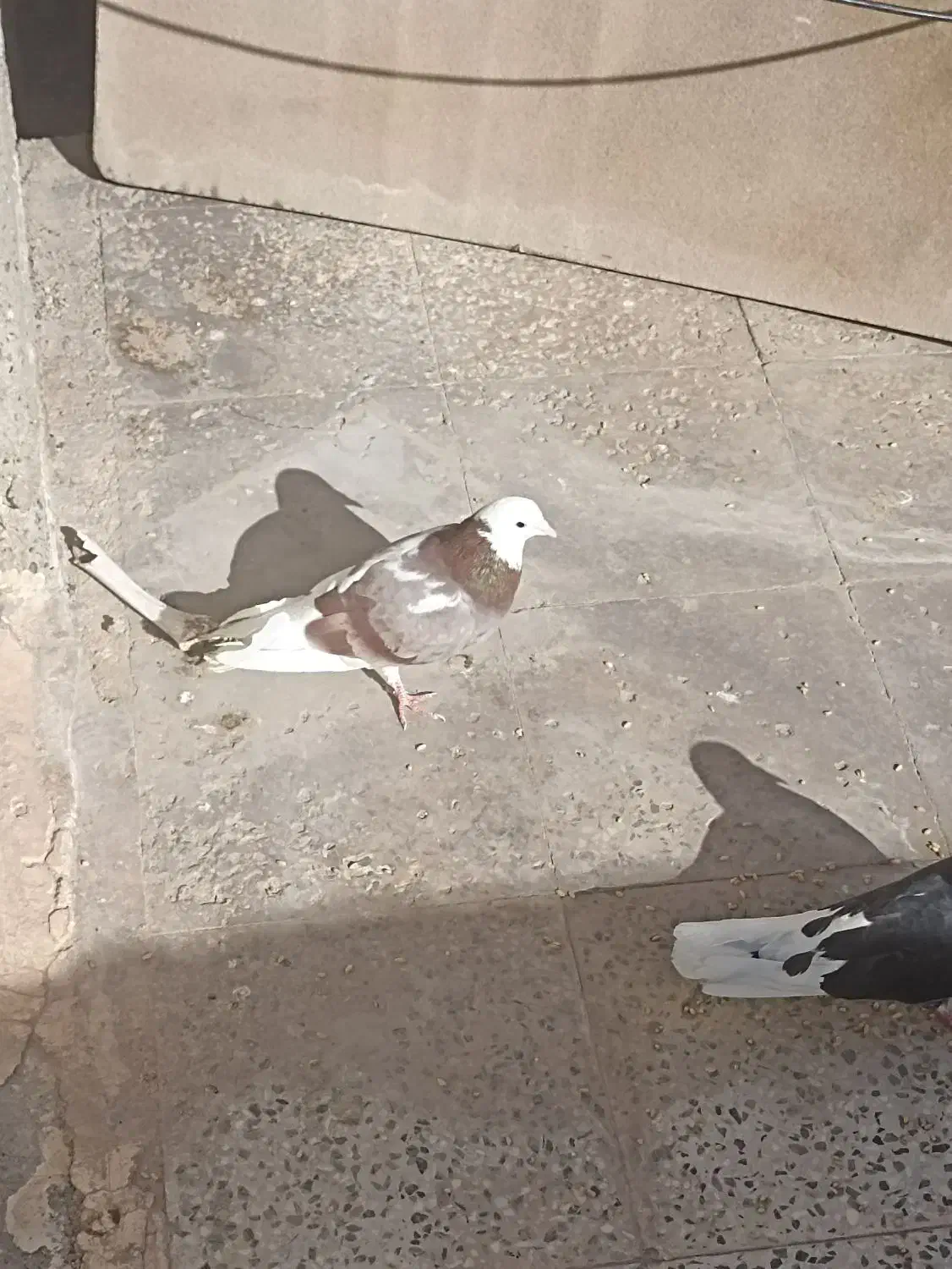 کفتر تیکه پاره|پرنده|خمینی‌شهر, |دیوار